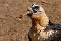 Quebrantahuesos (Gypaetus barbatus) Bearded Vulture