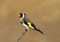 Jilguero ( Carduelis carduelis ) European Goldfinch