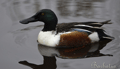 Pato cuchara ( Anas clypeata ) Nothern Shoveler