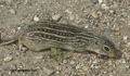 Ardilla de tierra trece franjas ( Ictidomys tridecemlin