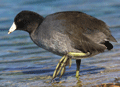 Focha americana ( Fulica americana ) American Coot