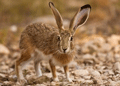Liebre americana ( Lepus americanus ) Snowshoe Hare
