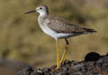 Archibebe patigualda chico ( Tringa flavipes ) Lesser y