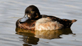 Porrón bastardo ( Aythya marila ) Scaup