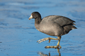 Focha americana ( Fulica americanus ) American Coot