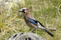 Arrendajo común ( Garrulus glandarius ) Jay