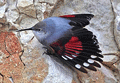 Treparriscos ( Trichodroma muraria ) Wallcreeper