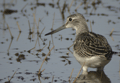 Archibebe claro ( Tringa nebularia ) Greenshank