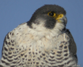 Halcón peregrino ( Falco peregrinus ) Peregrine