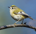 Reyezuelo sencillo ( Regulus regulus ) Goldcrest