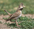 Calandria común (Melanocorypha calandra). C.Lark