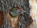 Pito real ( Picus viridis ) Green Woodpecker