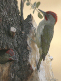 Pito real ( Picus viridis ) Green Woodpecker