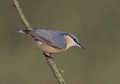 Trepador azul ( Sitta europaea ) Nuthatch