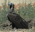 Buitre negro ( Aegypius monachus ) Black vulture
