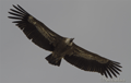 Buitre leonado ( Gyps fulvus ) Griffone vulture