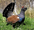 Urogallo ( Tetrao urogallus ) Capercaillie