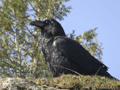 Cuervo ( Corvus corax ) Raven