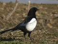 Urraca ( Pica pica ) Magpie