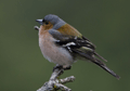 Pinzón vulgar ( Fringilla coelebs ) Chaffinch