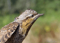 Torcecuello ( Jynx torquilla ) Wryneck