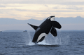 Orca ( Orcinus orca ) killer whale