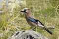 Arrendajo común ( Garrulus glandarius ) Jay