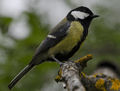 Carbonero común ( Parus major ) Great Tit