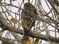 Gavilán ( Accipiter nisus ) Sparrowhawk