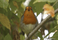 Petirrojo ( Erithacus rubecula ) Robin