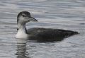 Colimbo grande ( Gavia immer ) Great Northern Diver