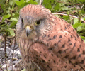 Cernicalo vulgar ( Falco tinnunculus ) Kestrel