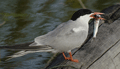 CHARRAN COMUN ( Sterna hirundo ) Common Tern