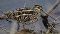 Agachadiza común ( Gallinago gallinago ) Snipe