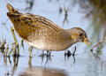 Polluela pintoja ( Porzana porzana ) Spotted Crake