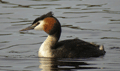 Somormujo lavanco ( Podiceps crlstatus ) Great Crested