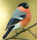 Camachuelo común ( Pyrrhula pyrrhula ) Bullfinch