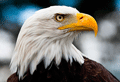 Aguila calva ( Haliaetus leucocephalus ) Bald Eagle