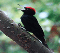 Pito negro ( Dryocopus martius ) BlackWoodpecker