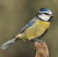 Herrerillo común ( Parus caeruleus ) Blue Tit