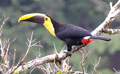 Birds of Costa Rica