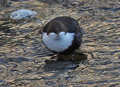 Mirlo acuático ( Cinclus cinclus ) Dipper