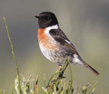 Tarabilla común ( Saxicola torquata ) Stonechat