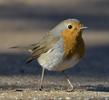 Petirrojo ( Erithacus rubecula ) Robin
