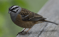 Escribano montesino ( Emberiza cia ) Rock Bunting