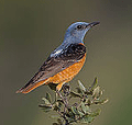 Roquero rojo ( Monticola saxatilis ) Rock Thrush