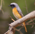 colirrojo real ( Phoenicurus phoenicurus ) Redstart