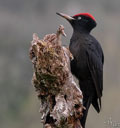 Pito negro ( Dryocopus martius ) Black Woodpecker