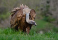 Buitre común ( Gyps fulvus ) Griffon Vulture