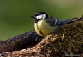 Carbonero común ( Parus major ) Great Tit